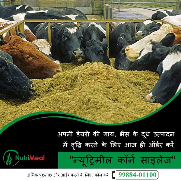 Promaize Silage